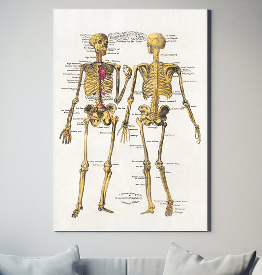 Anatomical Plates Vintage Retro Decor Poster Wall Art South Africa