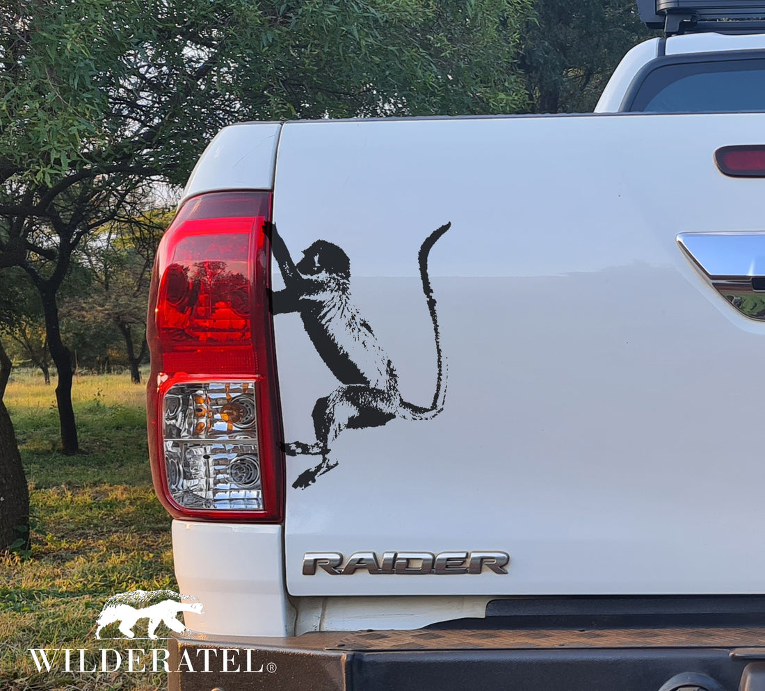 Blou Aap Vervet Monkey Bakkie Vehicle Vinyl Decal Sticker Kit – Easy ...